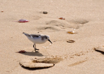 Sanderling