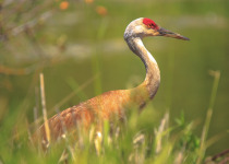 Sandhill Crane