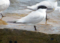 Sandwich Tern
