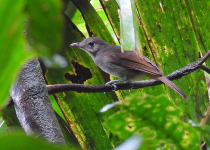 Sangihe Shrikethrush