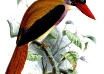 Sangihe Shrikethrush
