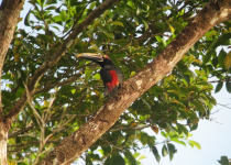 Sanguine Toucan