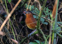 Santa Marta Antpitta