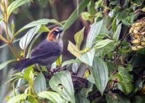 Santa Marta Brushfinch