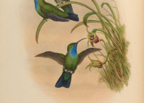 Santa Marta Sabrewing