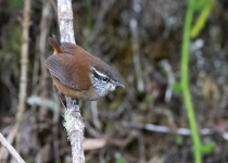 Santa Marta Tapaculo
