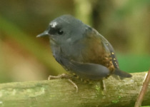 Santa Marta Tapaculo