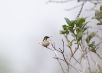 Santa Marta Woodstar