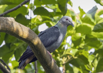 Sao Tome Bronze-naped Pigeon