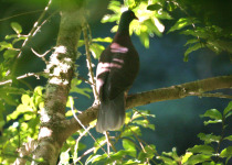 Sao Tome Bronze-naped Pigeon