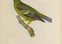 Sao Tome green pigeon