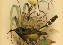 Sao Tome Oriole