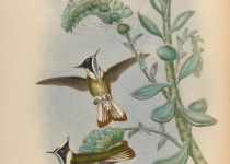 Sapphire-bellied Hummingbird