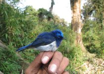 Sapphire Flycatcher