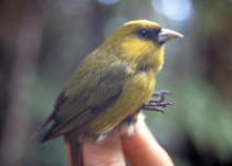 Sapphire-rumped Myzomela