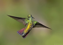 Sapphire-spangled Emerald