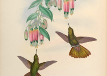 Sapphire-vented Puffleg