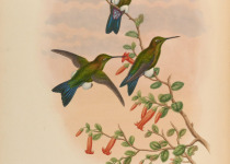 Sapphire-vented Puffleg