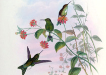 Sapphire-vented Puffleg