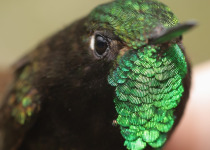 Sapphire-vented Puffleg
