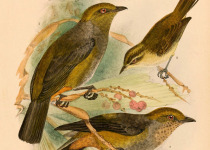 Sarasin's leaf warbler