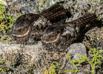 Satanic Nightjar