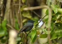 Satin Flycatcher