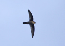 Satin Swiftlet