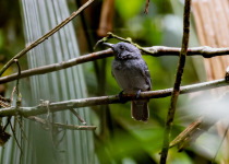 Saturnine Antshrike