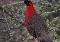 Satyr Tragopan