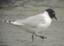 Saunders's Gull