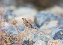 Savannah Sparrow