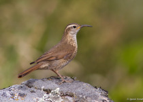 Scale-throated Earthcreeper
