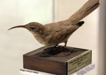 Scale-throated Earthcreeper