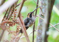 Scale-throated Hermit