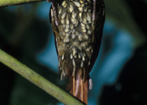 Scale-throated Puffbird