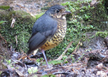 Scaled Antpitta
