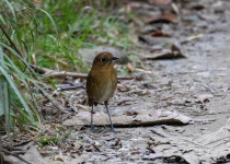 Scaled Antpitta