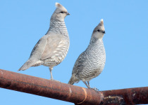 Scaled Quail