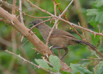Scaly Babbler