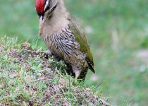 Scaly-bellied Woodpecker