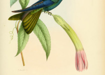 Scaly-breasted Hummingbird