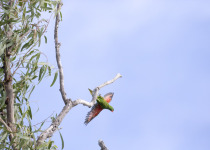 Scaly-breasted Lorikeet