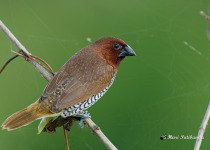 Scaly-breasted Munia