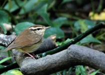 Scaly-breasted Wren-Babbler