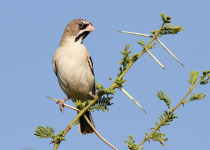 Scaly-feathered Finch