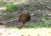 Scaly Francolin