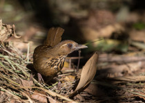 Scaly Laughingthrush