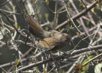 Scaly Laughingthrush