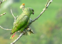 Scaly-naped Amazon